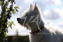 Terrier - West Highland White