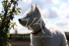 Terrier - West Highland White