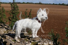 Terrier - West Highland White