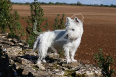 Terrier - West Highland White