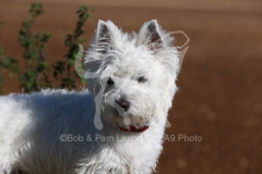 Terrier - West Highland White