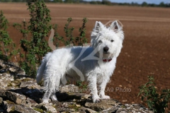 Terrier - West Highland White