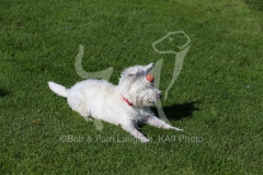 Terrier - West Highland White