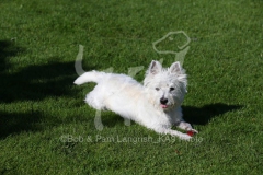 Terrier - West Highland White