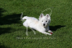 Terrier - West Highland White