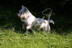 Terrier - West Highland White