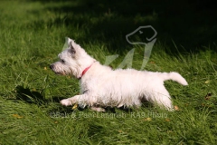 Terrier - West Highland White