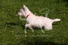 Terrier - West Highland White