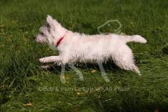 Terrier - West Highland White