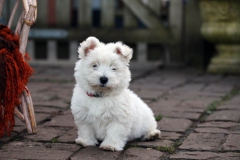 Terrier - West Highland White