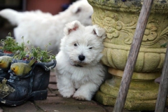 Terrier - West Highland White