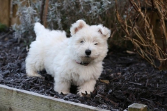 Terrier - West Highland White