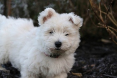 Terrier - West Highland White