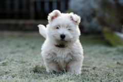 Terrier - West Highland White