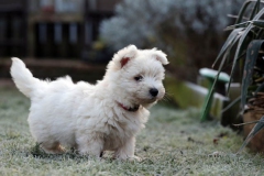 Terrier - West Highland White