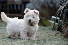 Terrier - West Highland White