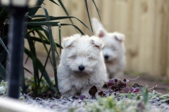 Terrier - West Highland White