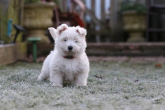 Terrier - West Highland White