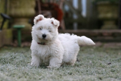 Terrier - West Highland White