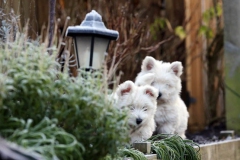 Terrier - West Highland White