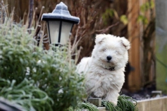 Terrier - West Highland White