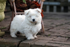 Terrier - West Highland White