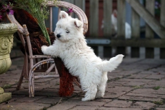 Terrier - West Highland White