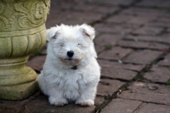 Terrier - West Highland White