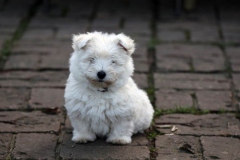 Terrier - West Highland White