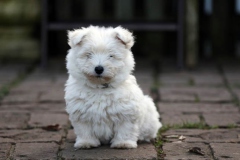 Terrier - West Highland White