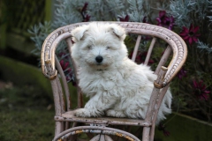 Terrier - West Highland White