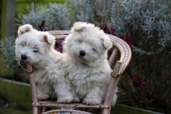 Terrier - West Highland White