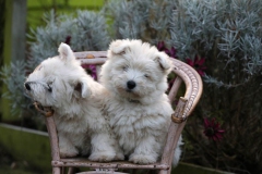 Terrier - West Highland White