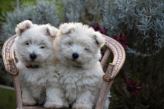 Terrier - West Highland White