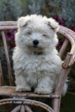 Terrier - West Highland White