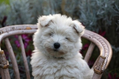 Terrier - West Highland White