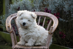 Terrier - West Highland White