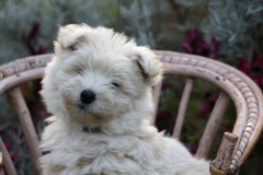 Terrier - West Highland White