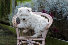 Terrier - West Highland White