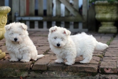 Terrier - West Highland White