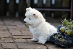 Terrier - West Highland White