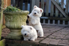 Terrier - West Highland White