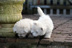 Terrier - West Highland White