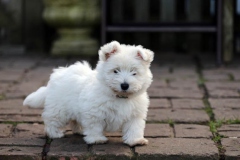 Terrier - West Highland White