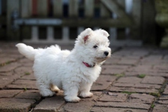 Terrier - West Highland White