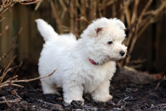 Terrier - West Highland White