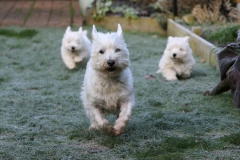 Terrier - West Highland White