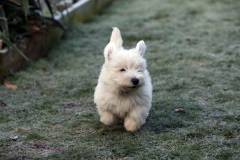 Terrier - West Highland White