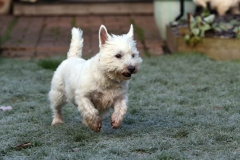 Terrier - West Highland White