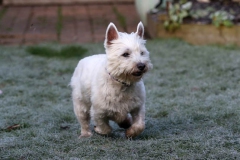 Terrier - West Highland White